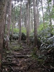 Der Pilgerweg Nyonin-Michi ("Frauenweg") um den Koya-san