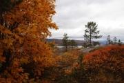Herbstfärbung in Alta