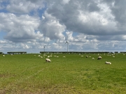sheep-windmills-marros